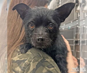 Chihuahua-Unknown Mix Dogs for adoption in Washington, DC, USA