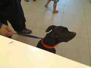 Lab-Pointer Dogs for adoption in Rancho Cucamonga, CA, USA