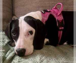 Beagle-Unknown Mix Dogs for adoption in Middlesex, VT, USA