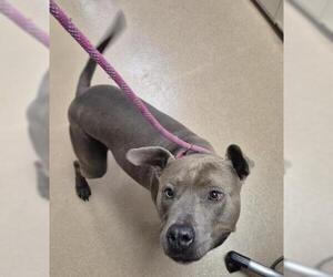 Mutt Dogs for adoption in Decatur, IL, USA
