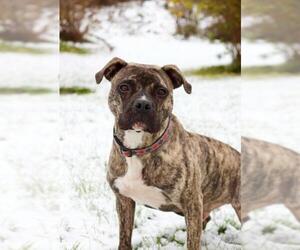 American Pit Bull Terrier-American Staffordshire Terrier Mix Dogs for adoption in Lake Ann, MI, USA
