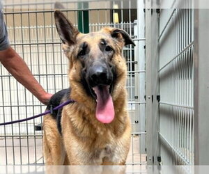 German Shepherd Dog Dogs for adoption in Martinez, CA, USA