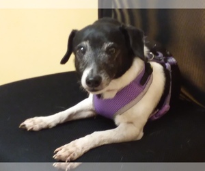 Jack Russell Terrier Dogs for adoption in Bealeton, VA, USA