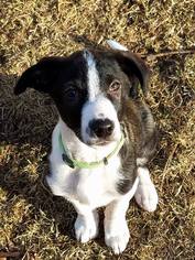 Small Border Collie-Great Pyrenees Mix