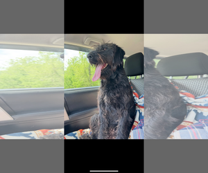 Mutt Dogs for adoption in New Orleans, LA, USA