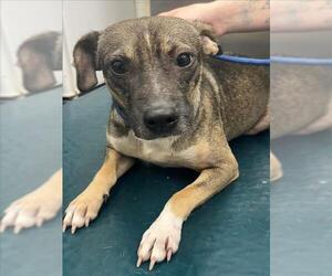 Mutt Dogs for adoption in Mobile, AL, USA