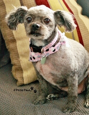 Shih-Poo Dogs for adoption in St Mary's, Ontario, Canada