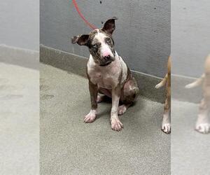 American Pit Bull Terrier-Unknown Mix Dogs for adoption in Las Vegas, NV, USA