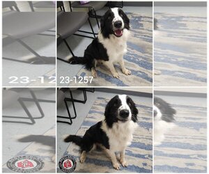 Border Collie Dogs for adoption in Georgetown, KY, USA
