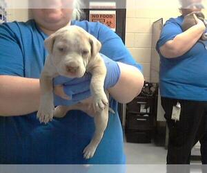 American Pit Bull Terrier-Unknown Mix Dogs for adoption in Fayetteville, NC, USA
