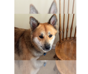 German Shepherd Dog-Unknown Mix Dogs for adoption in Cupertino, CA, USA