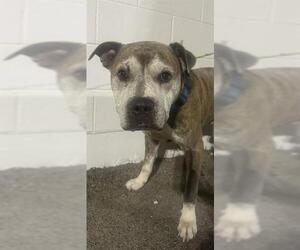 American Staffordshire Terrier Dogs for adoption in San Antonio, TX, USA