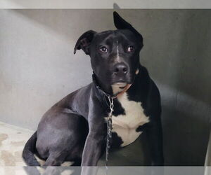 American Pit Bull Terrier Dogs for adoption in San Bernardino, CA, USA