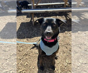 Mutt Dogs for adoption in Candler, NC, USA