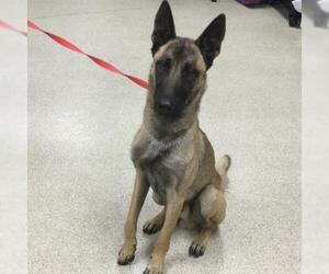 Mutt Dogs for adoption in Riverside, CA, USA
