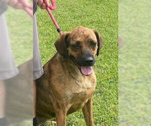 Plott Hound-Unknown Mix Dogs for adoption in Stafford, VA, USA