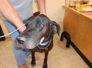 Great Dane Dogs for adoption in Georgetown, TX, USA