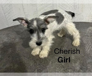 Mutt Dogs for adoption in Studio City, CA, USA