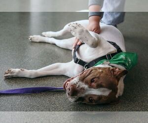 American Staffordshire Terrier-German Shorthaired Pointer Mix Dogs for adoption in Livonia, MI, USA