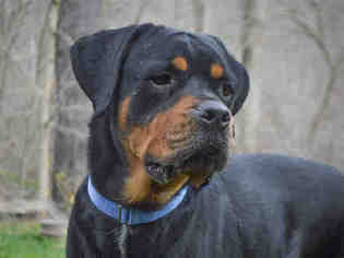 Rottweiler Dogs for adoption in Pittsburgh, PA, USA