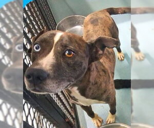 Catahoula Leopard Dog-Siberian Husky Mix Dogs for adoption in Sheboygan, WI, USA