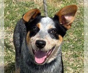 Mutt Dogs for adoption in Canton, CT, USA