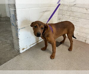 Rhodesian Ridgeback-Unknown Mix Dogs for adoption in San Bernardino, CA, USA
