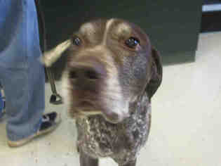 German Shorthaired Pointer Dogs for adoption in Waterford, VA, USA