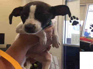 Raggle Dogs for adoption in San Antonio, TX, USA