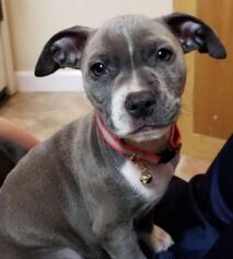 Staffordshire Bull Terrier Dogs for adoption in Oakley, CA, USA