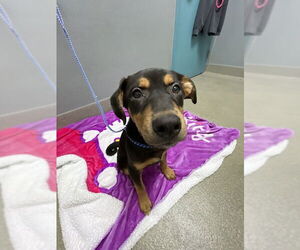 German Shepherd Dog-Unknown Mix Dogs for adoption in Las Vegas, NV, USA