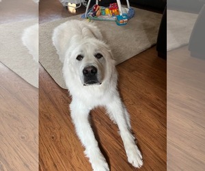 Great Pyrenees Dogs for adoption in Hamilton, MT, USA