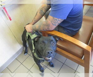 American Pit Bull Terrier-Unknown Mix Dogs for adoption in Ocala, FL, USA
