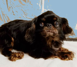 English Toy Spaniel Dogs for adoption in Akron, OH, USA