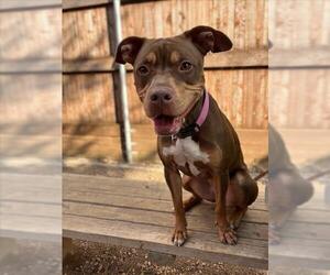 American Pit Bull Terrier-Unknown Mix Dogs for adoption in Plano, TX, USA