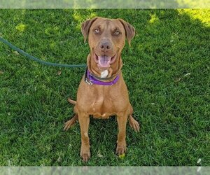 Rhodesian Ridgeback-Vizsla Mix Dogs for adoption in San Clemente, CA, USA