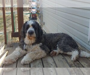 Saint Berdoodle Dogs for adoption in Bowmanville, Ontario, Canada