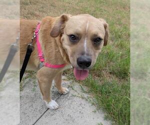 Labrador Retriever-Unknown Mix Dogs for adoption in San Antonio, TX, USA