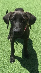 Labmaraner Dogs for adoption in Fort Worth, TX, USA