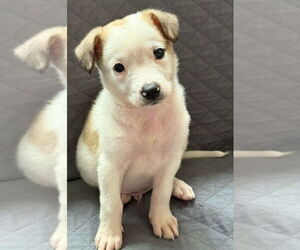Retriever -Unknown Mix Dogs for adoption in Aurora, IN, USA