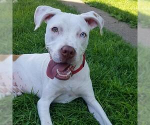 American Pit Bull Terrier-American Staffordshire Terrier Mix Dogs for adoption in Minneapolis, MN, USA