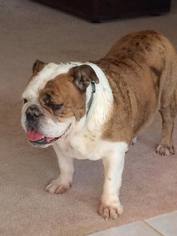 Medium Photo #1 Bulldog Puppy For Sale in Odessa , FL, USA