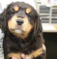 Rottweiler Dogs for adoption in Woodside, NY, USA