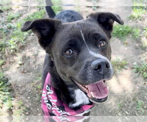 Mutt Dogs for adoption in Pueblo, CO, USA