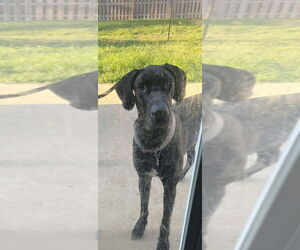 Great Dane Dogs for adoption in Bullard, TX, USA
