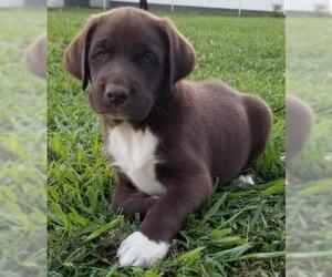 Borador Dogs for adoption in Johnson City, TN, USA