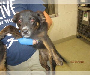 Australian Shepherd-Unknown Mix Dogs for adoption in Oklahoma City, OK, USA
