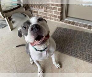American Pit Bull Terrier-Staffordshire Bull Terrier Mix Dogs for adoption in Irving, TX, USA
