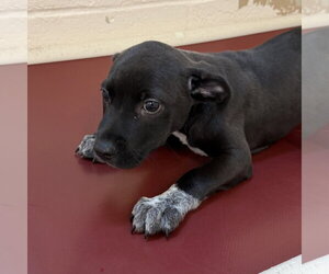 Mutt Dogs for adoption in Hilton Head, SC, USA