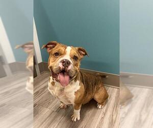 Bulldog-Unknown Mix Dogs for adoption in Baytown, TX, USA